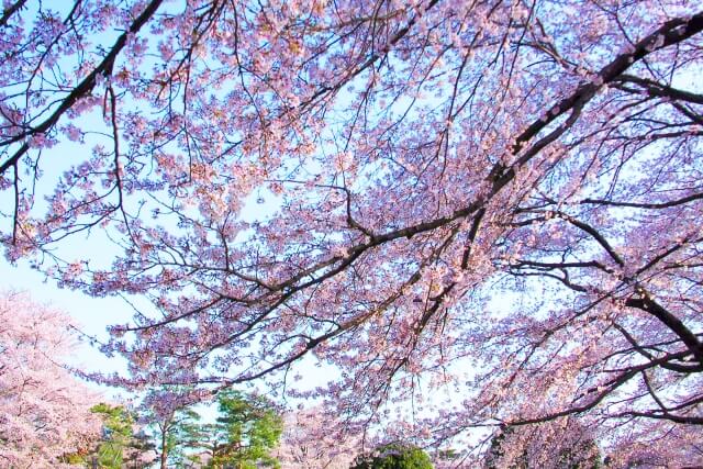 葛城山麓公園は奈良で女装子、男の娘、ニューハーフと出会いのあるスポット