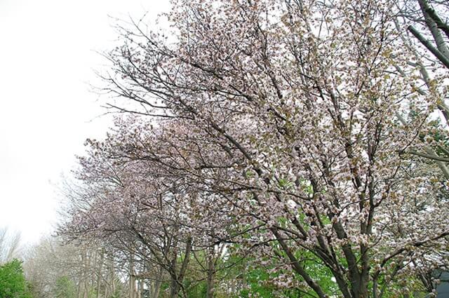 館山公園は仙台で女装子、男の娘、ニューハーフと出会いのあるスポット