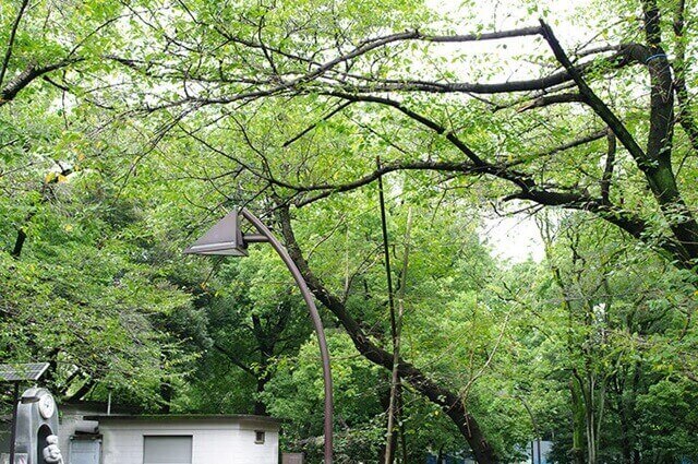 上野公園は女装子、男の娘、ニューハーフと出会いがあるスポット