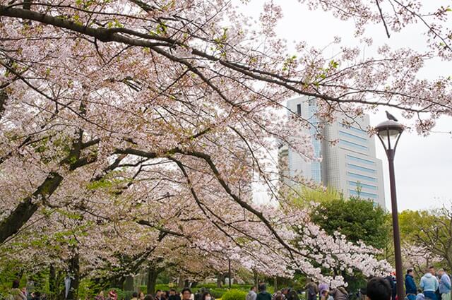 榴岡公園は仙台で女装子、男の娘、ニューハーフと出会いがあるスポット