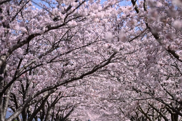 向山公園は豊橋で女装子、男の娘、ニューハーフと出会いがあるスポット